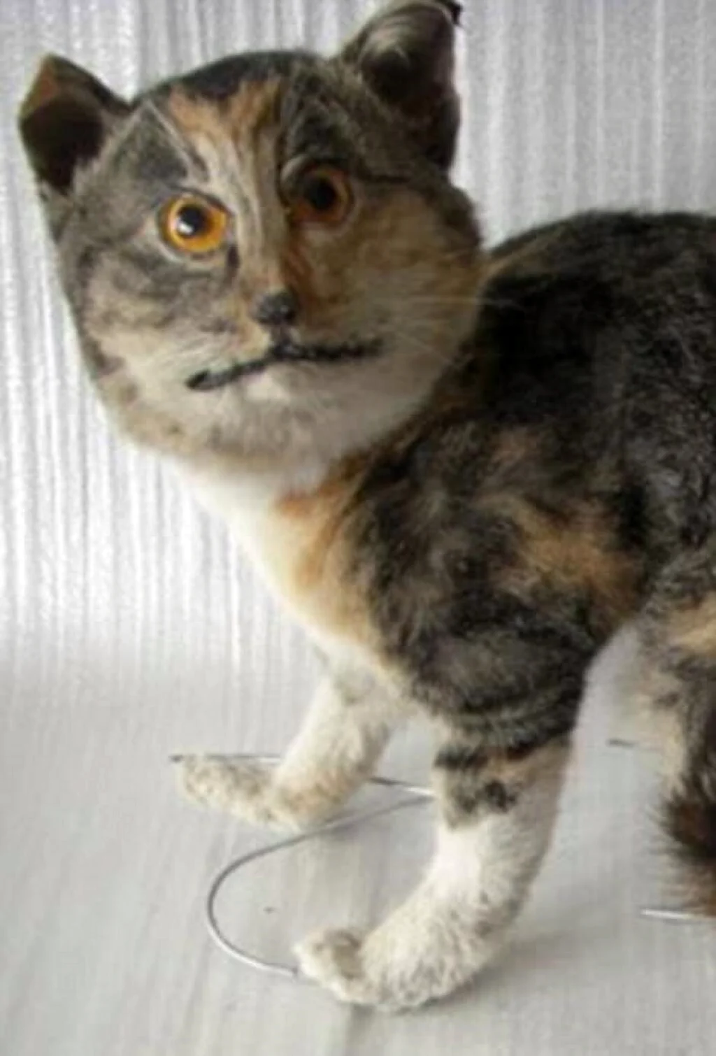 Чучело кота