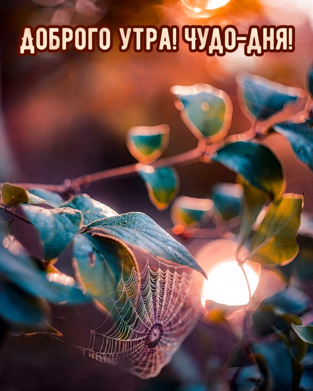 Чудо утро