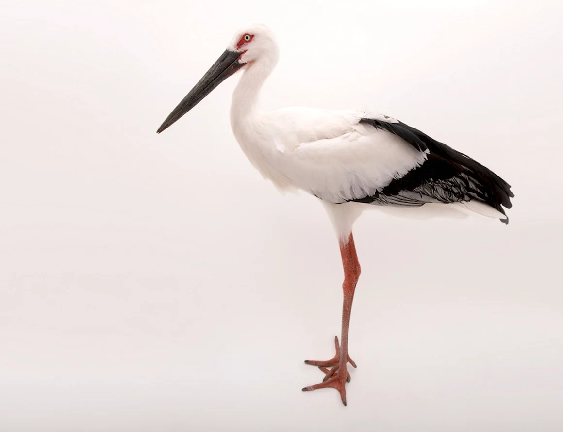 Ciconia boyciana