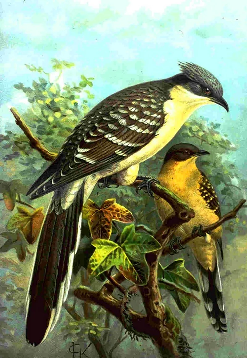Clamator glandarius