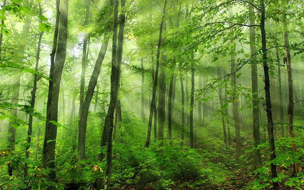 Clear Forest