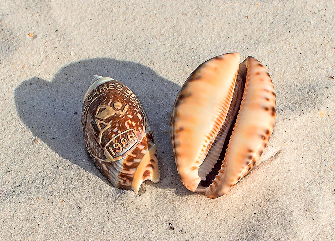 Cockles моллюск