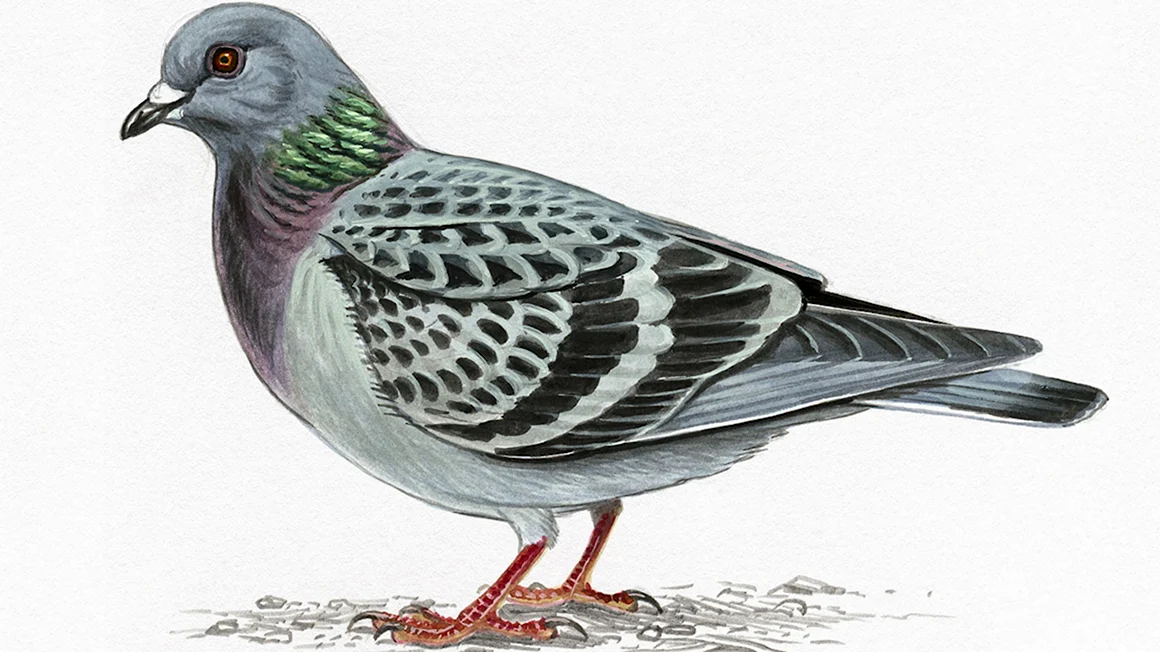 Columba Livia рисунок