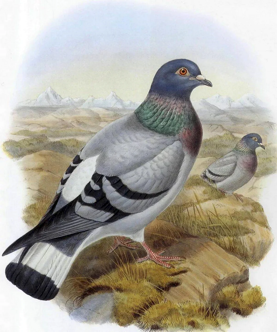 Columba rupestris