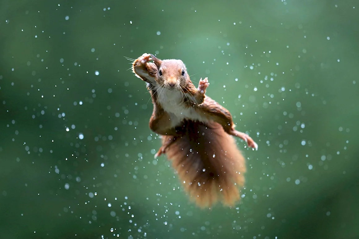 Comedy Wildlife Photography Awards 2022