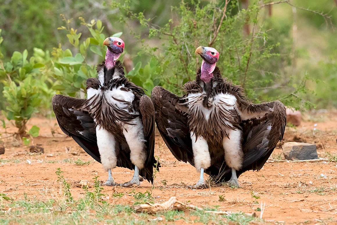 Comedy Wildlife Photography Awards 2022 Зебра
