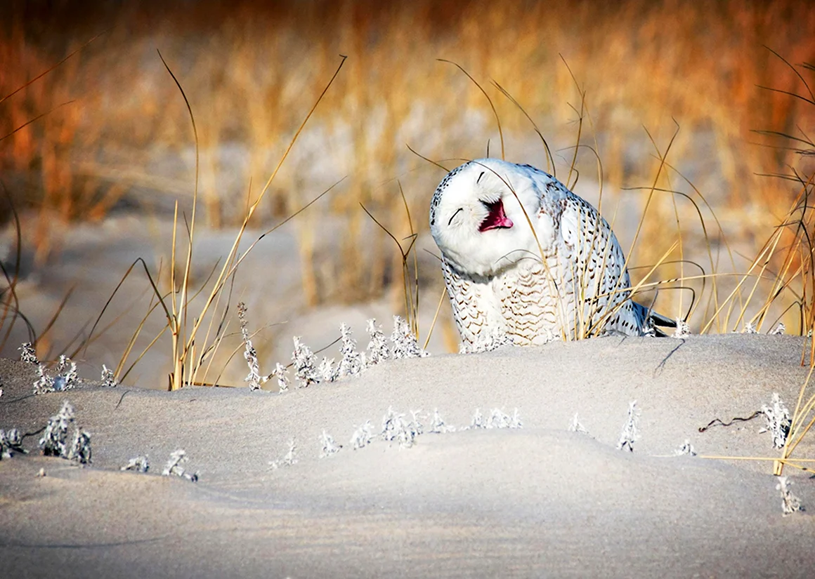 Comedy Wildlife Photography Awards необычный фотоконкурс 2019
