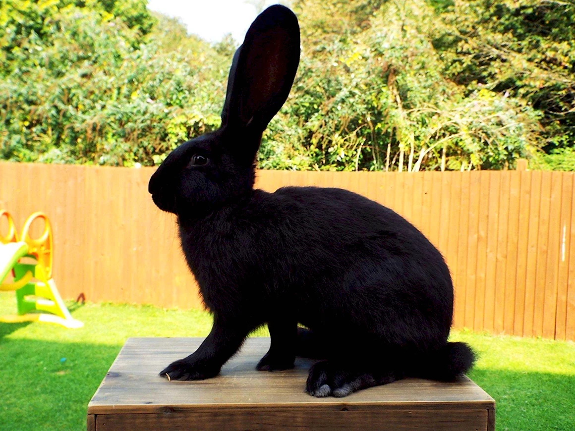 Continental giant Rabbit