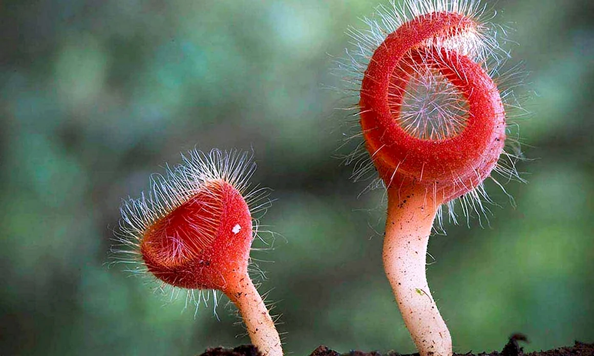 Cookeina Tricholoma