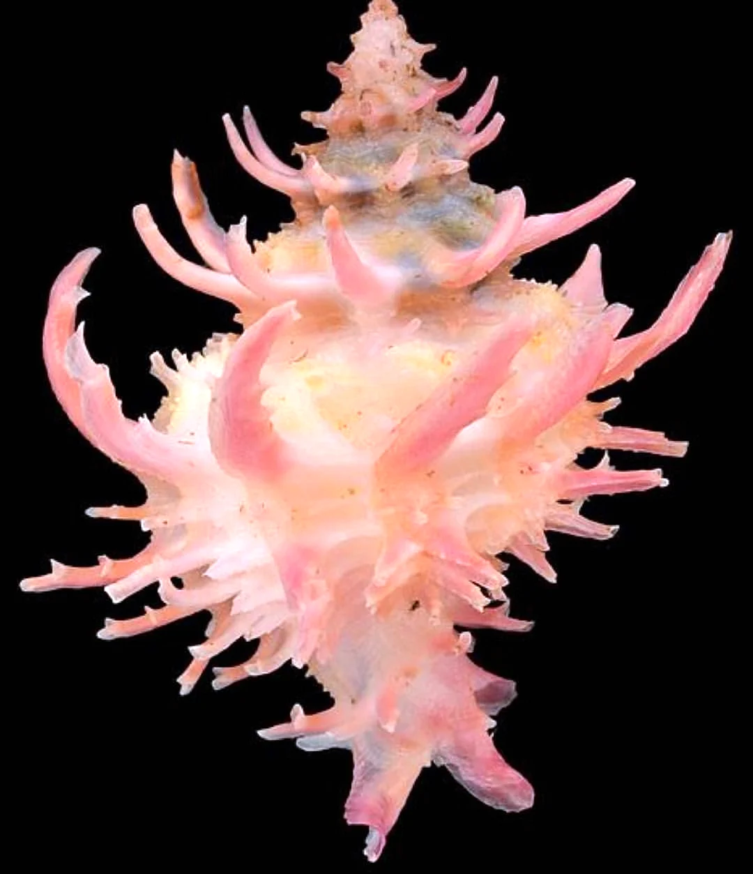 Coralliophilidae