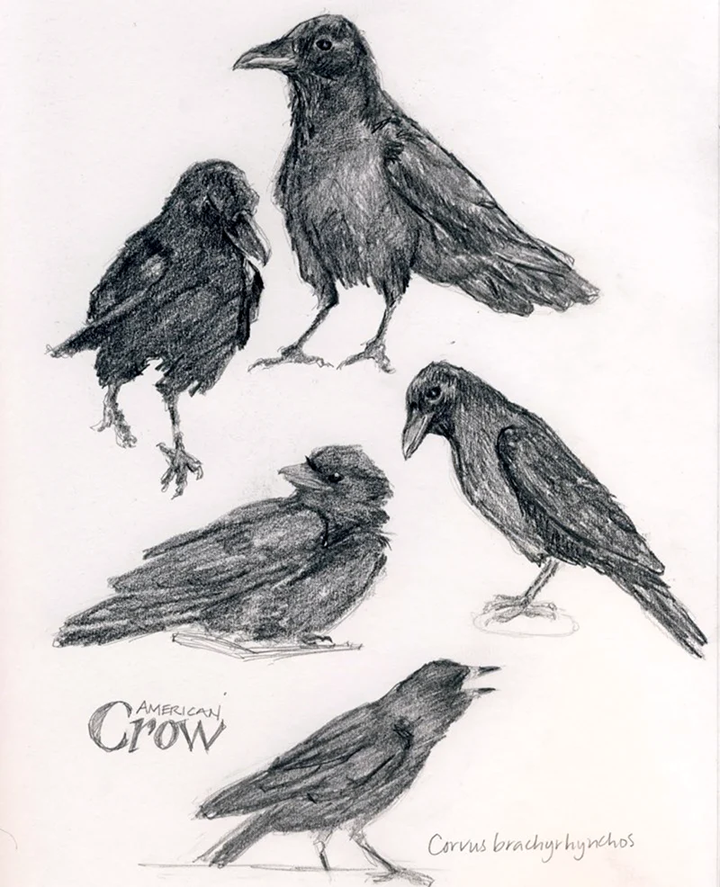 Corvus brachyrhynchos