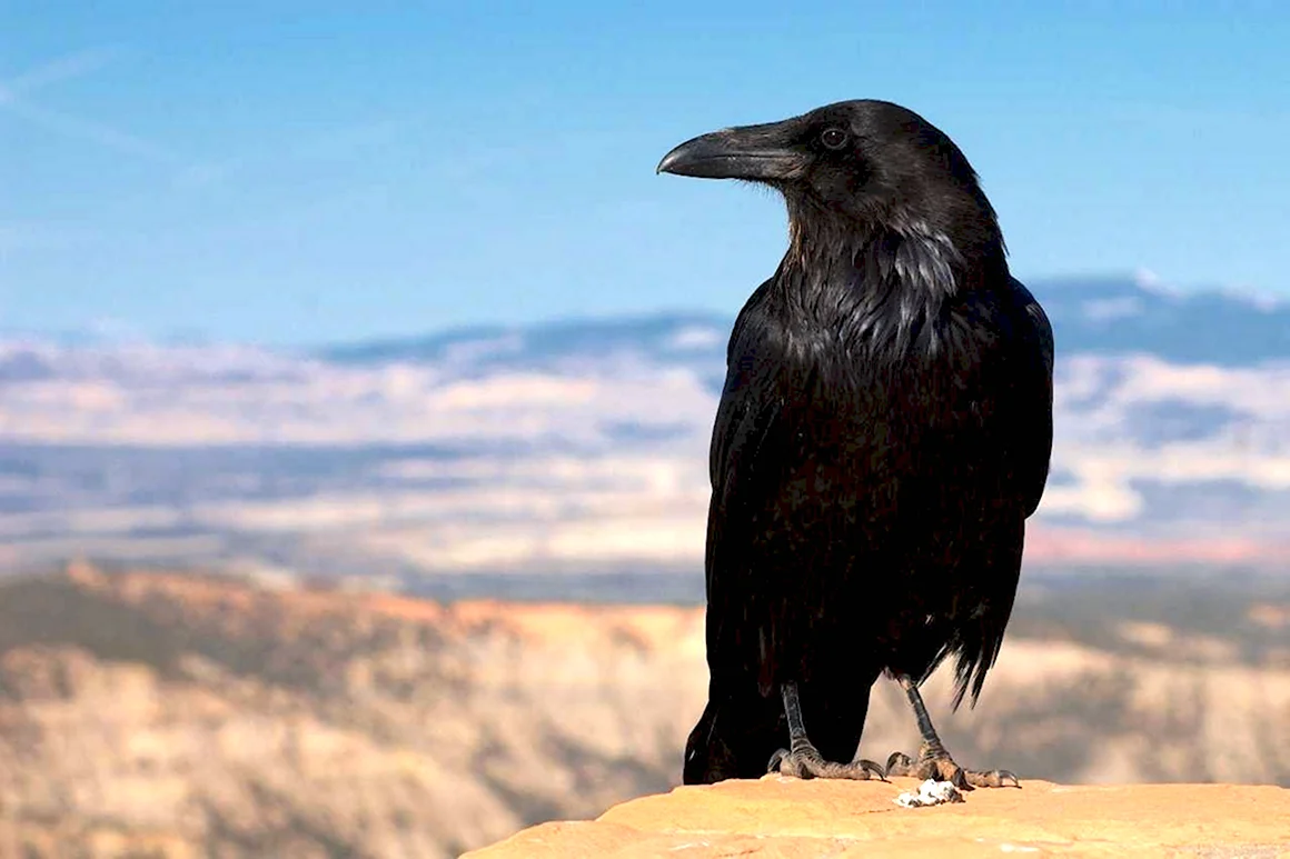 Corvus Corax птица