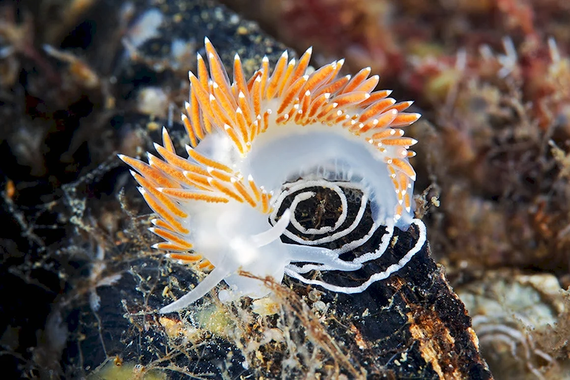 Coryphella verrucosa