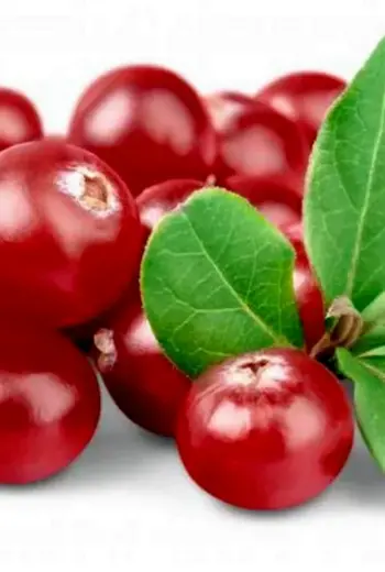 Cowberry брусника