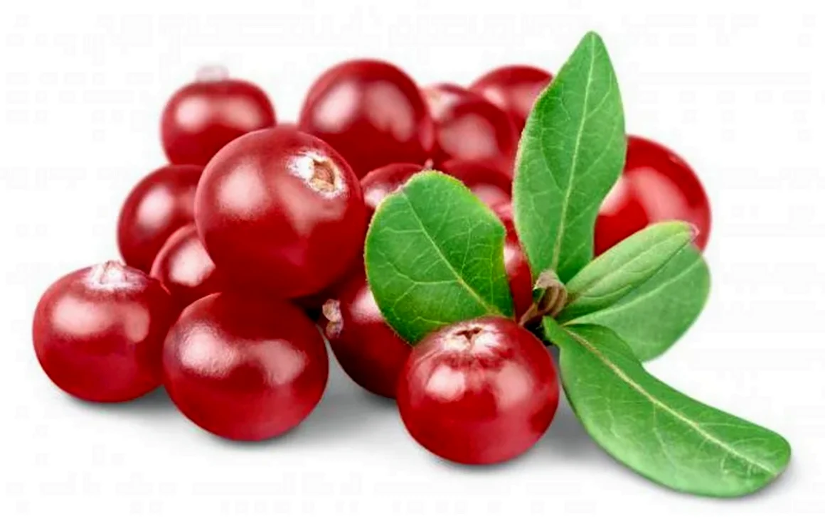 Cowberry брусника
