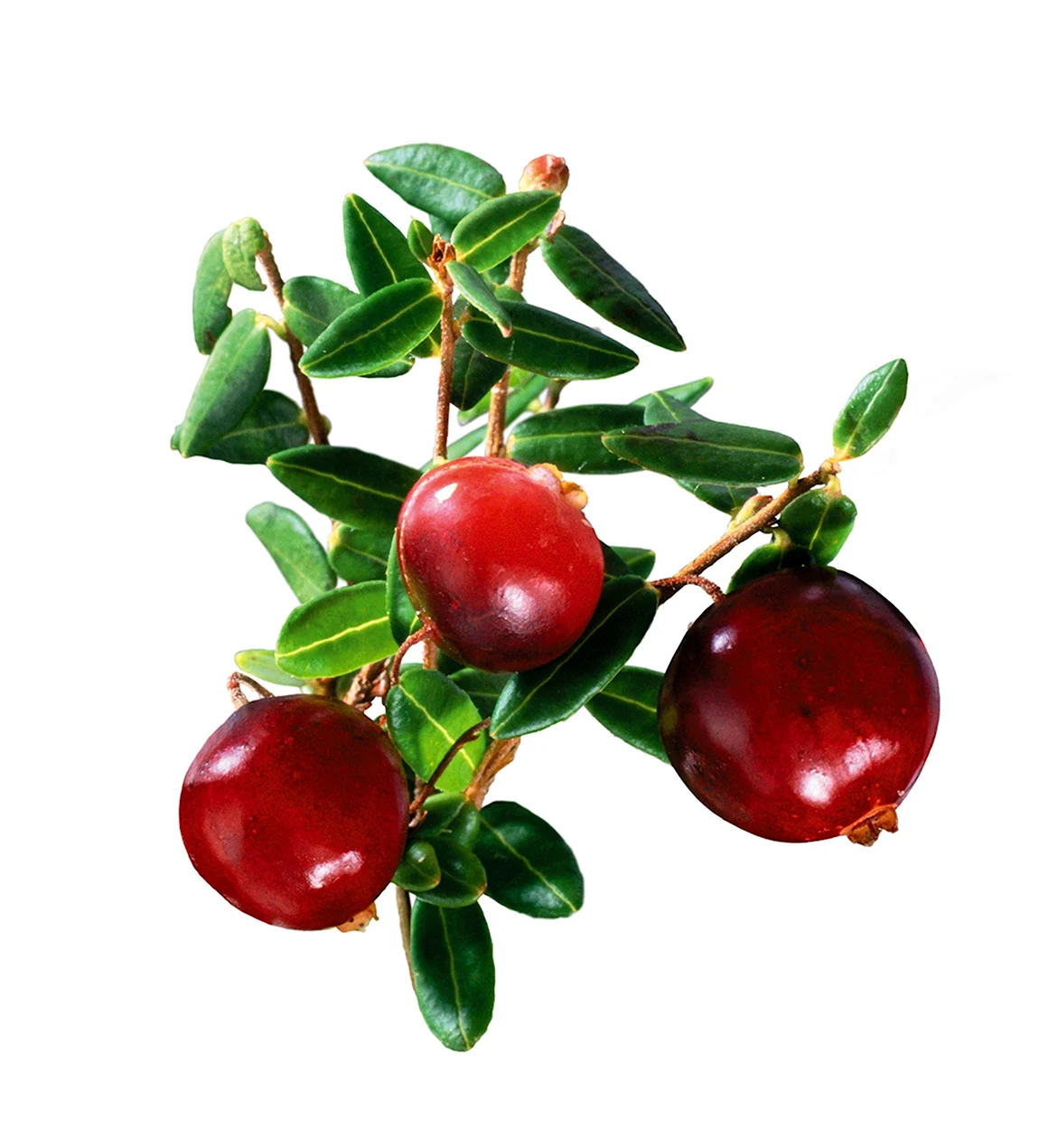 Cowberry брусника