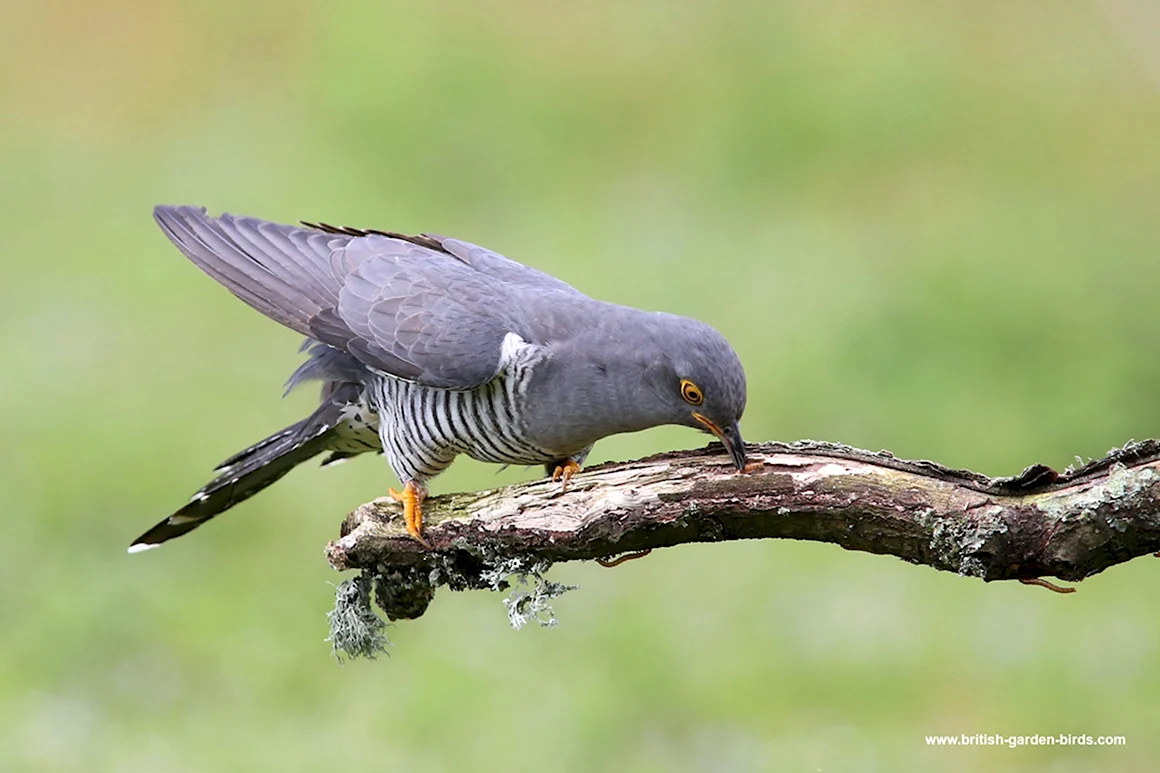 Cuckoo Bird