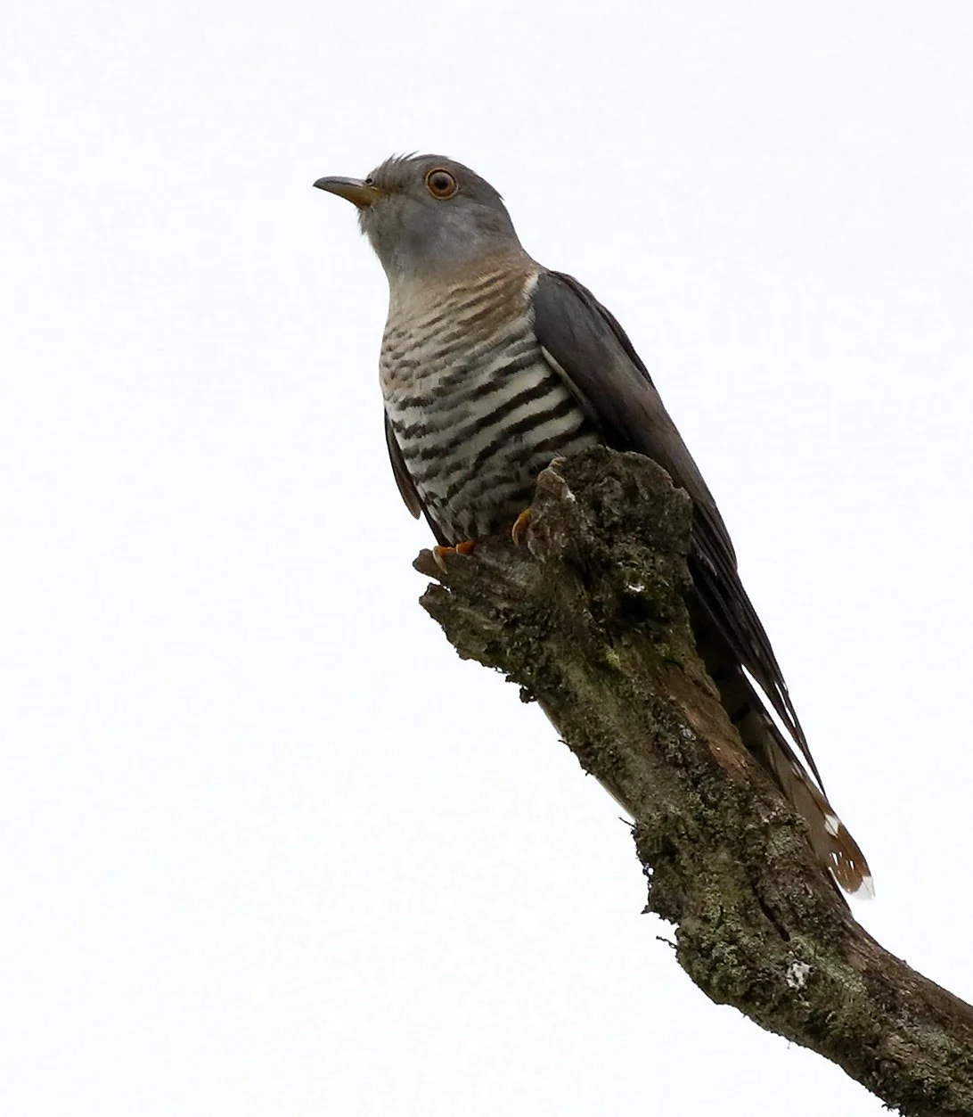 Cuculus poliocephalus