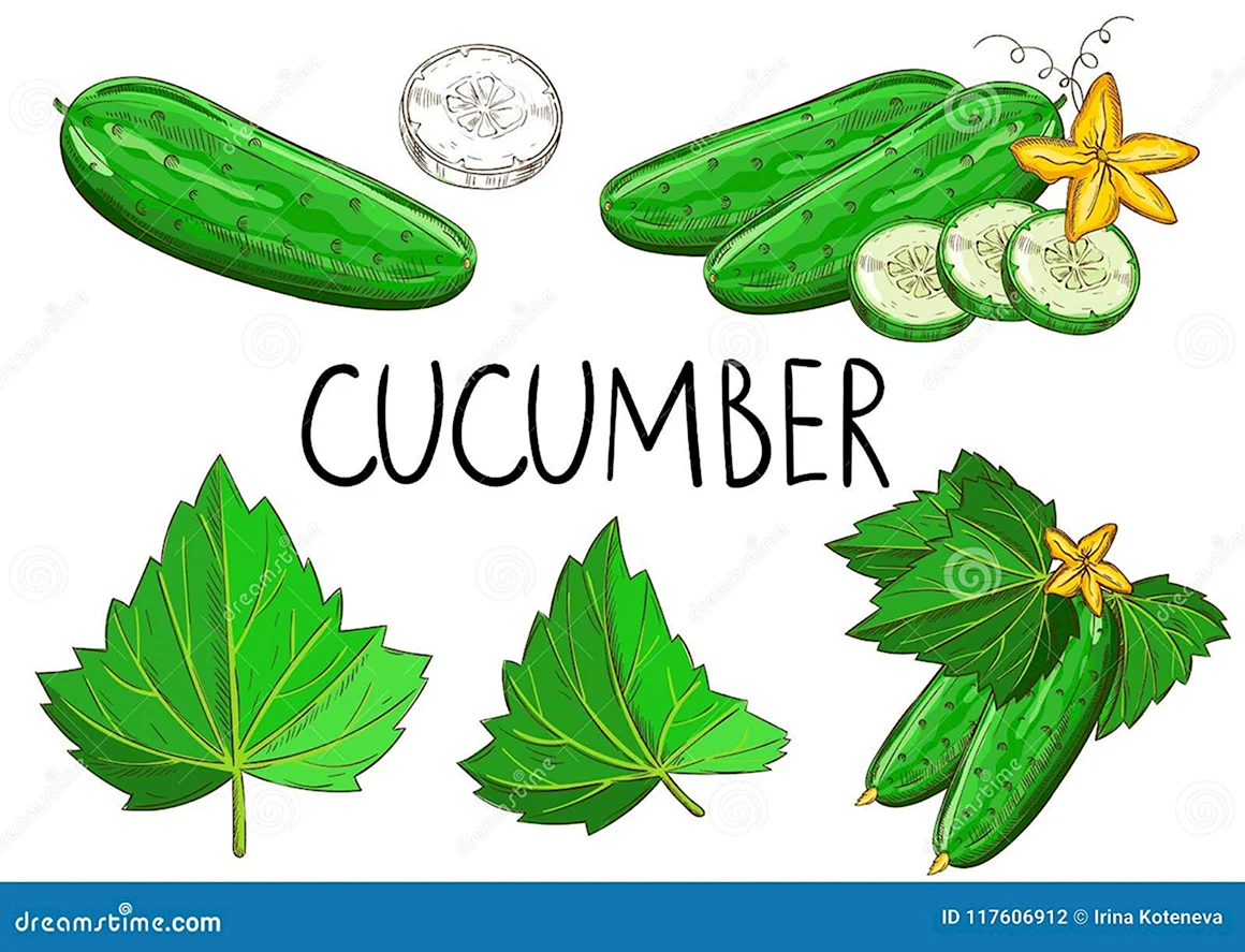 Cucumber vector White background