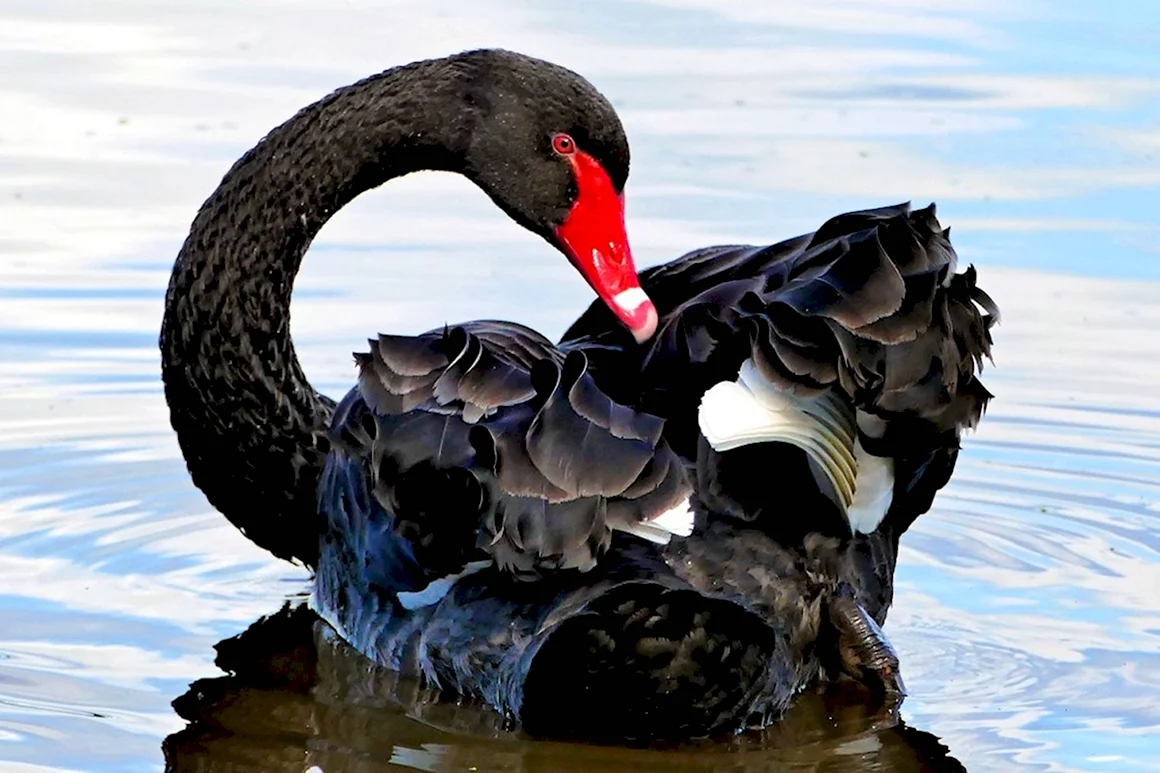 Cygnus atratus