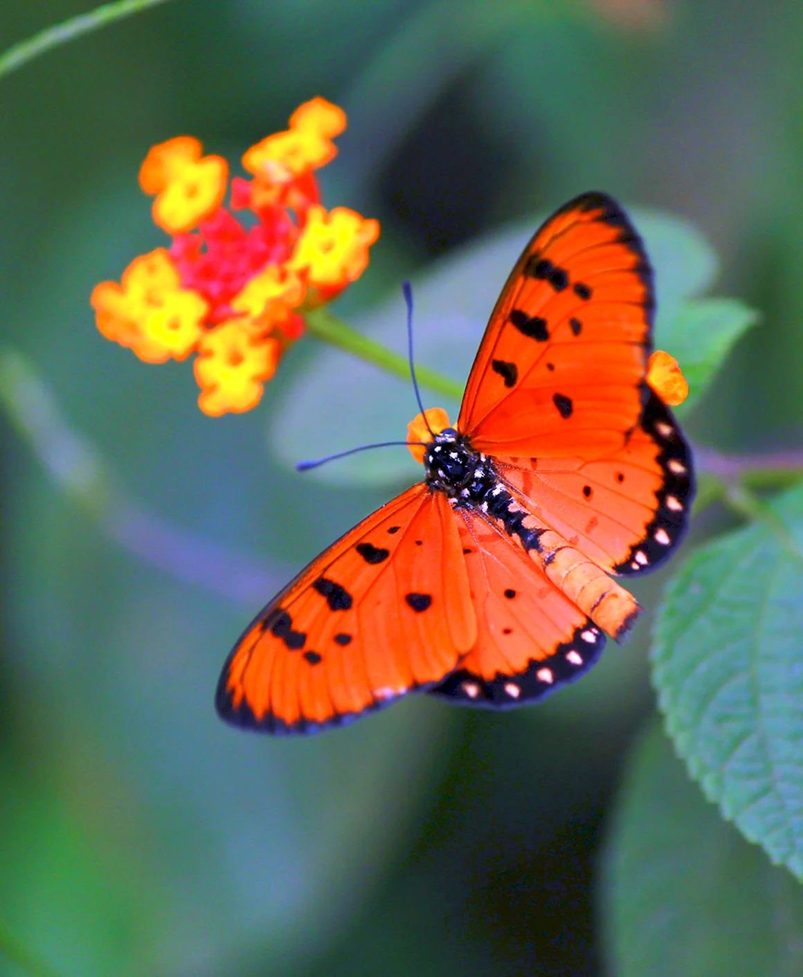 Cymothoe Sangaris