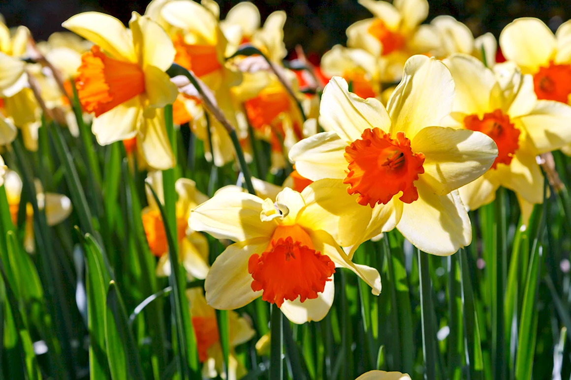 Daffodil Нарцисс