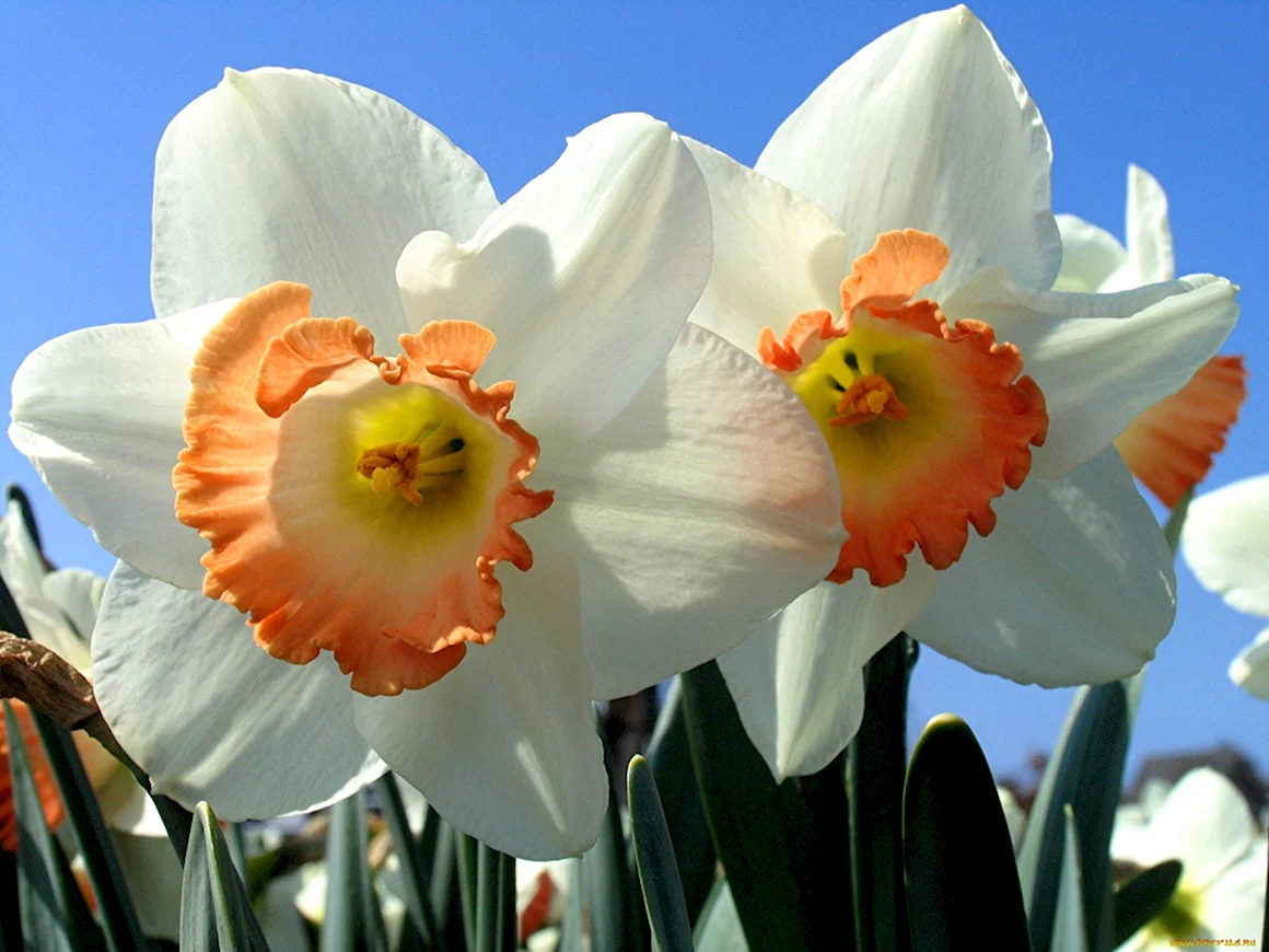 Daffodil Нарцисс
