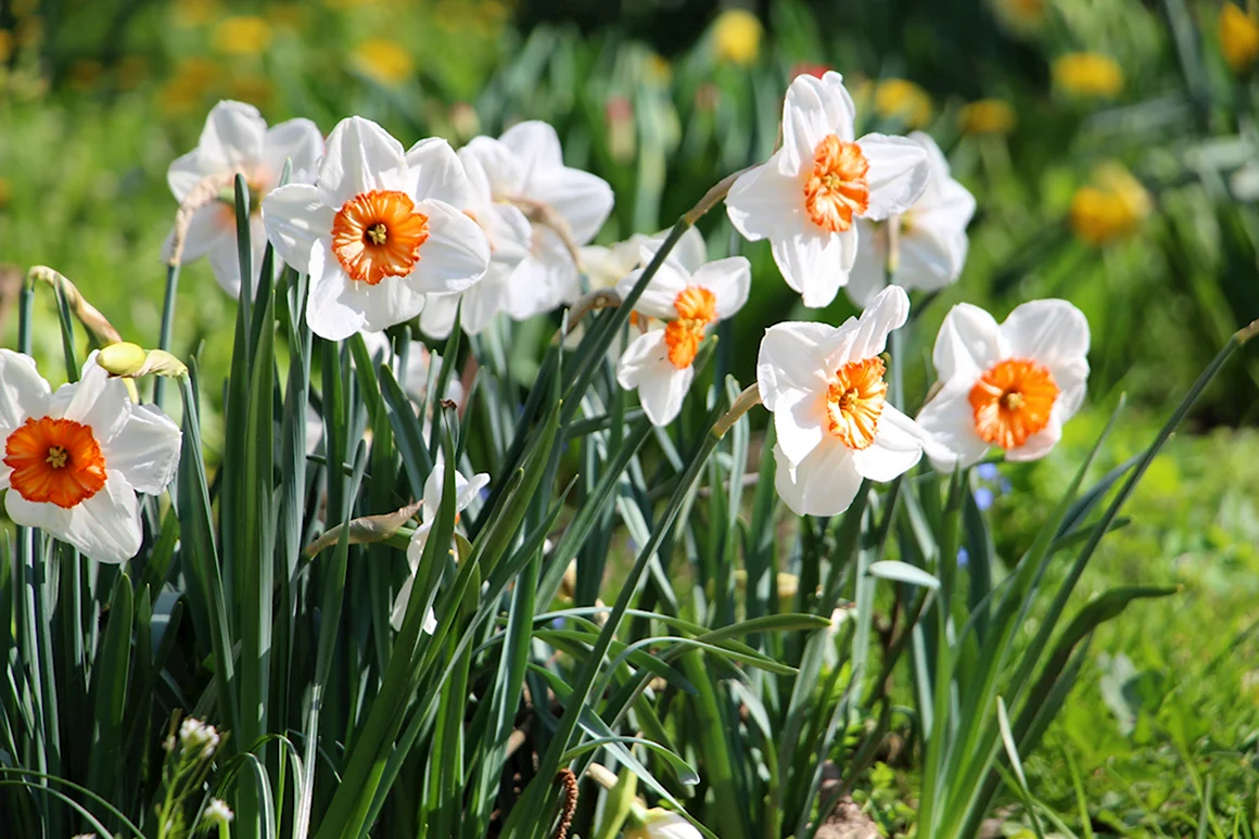 Daffodil Нарцисс