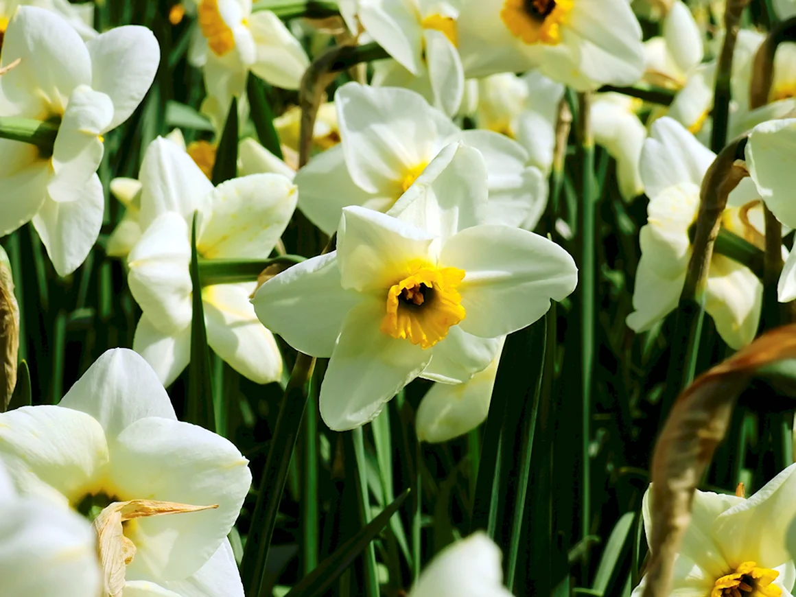Daffodil Нарцисс