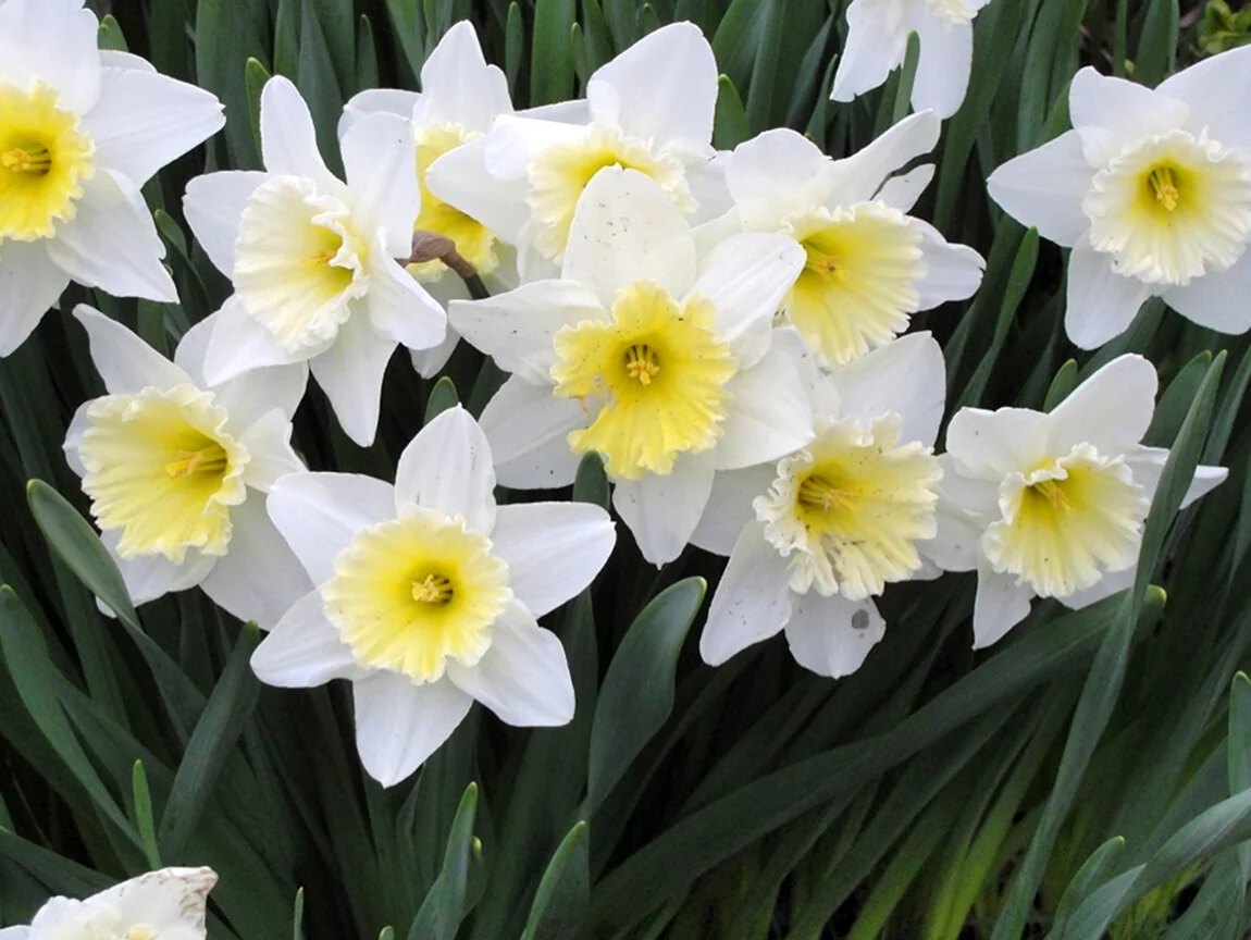 Daffodil Нарцисс