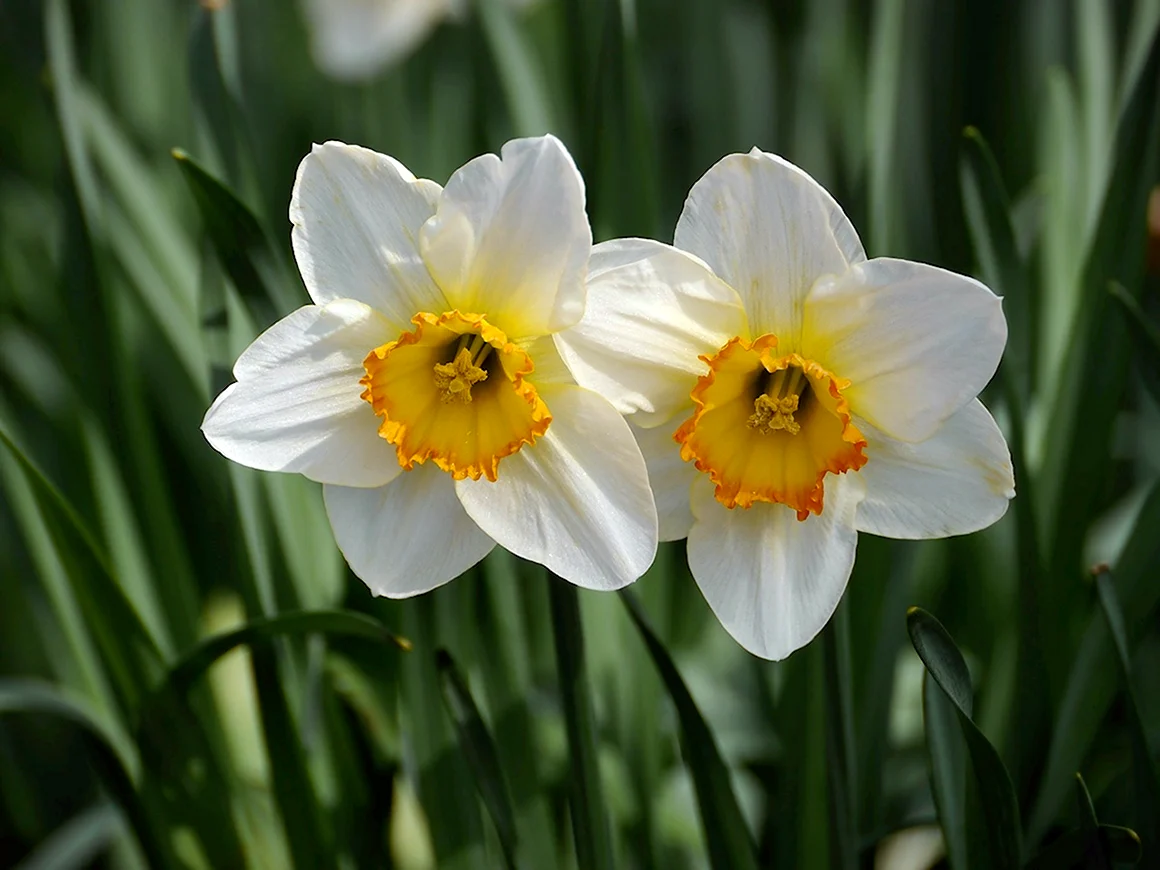 Daffodil Нарцисс