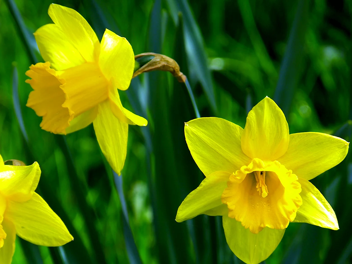 Daffodil Нарцисс