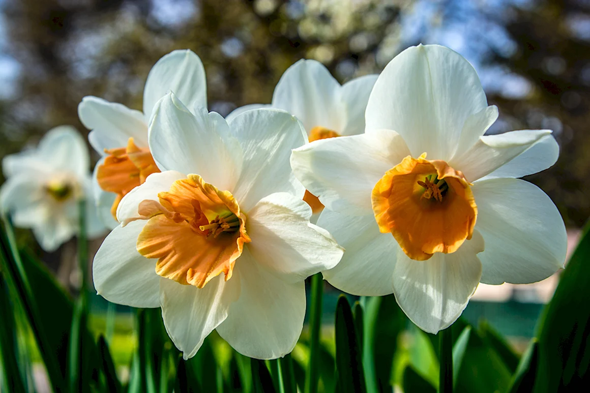 Daffodil Нарцисс