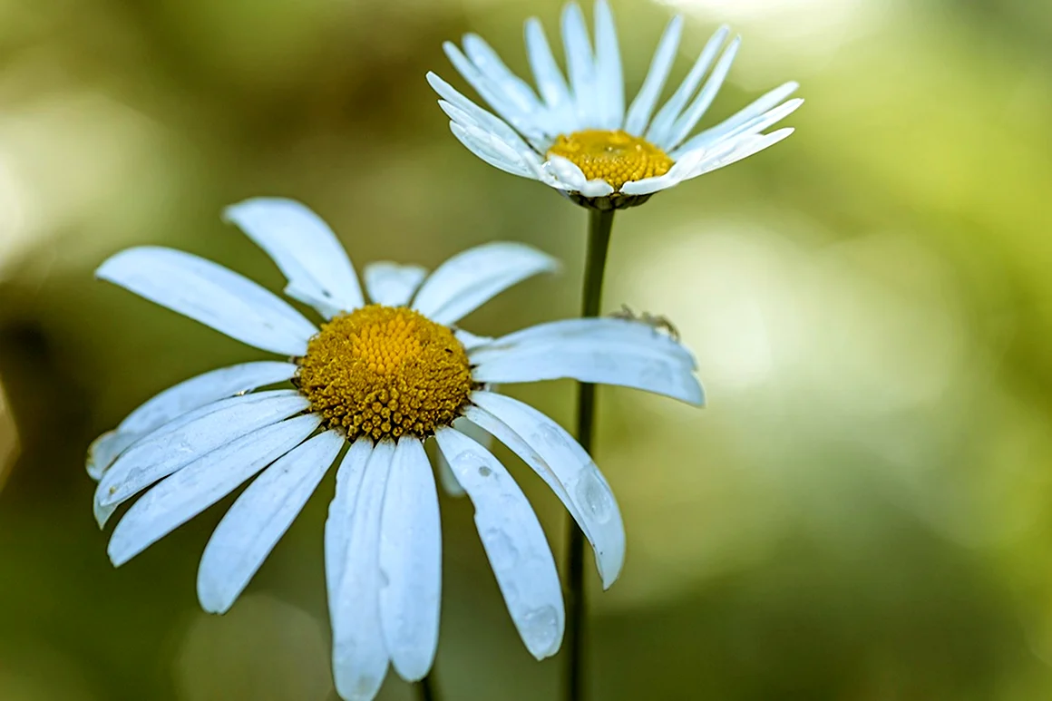 Daisy in Summer