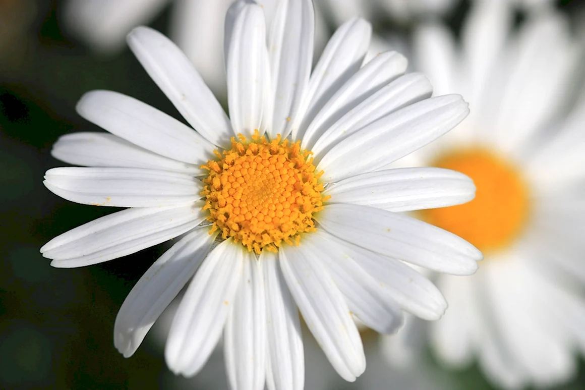 Daisy Уайт