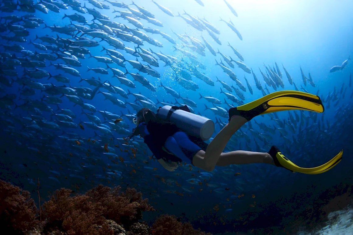 Дайвинг Scuba