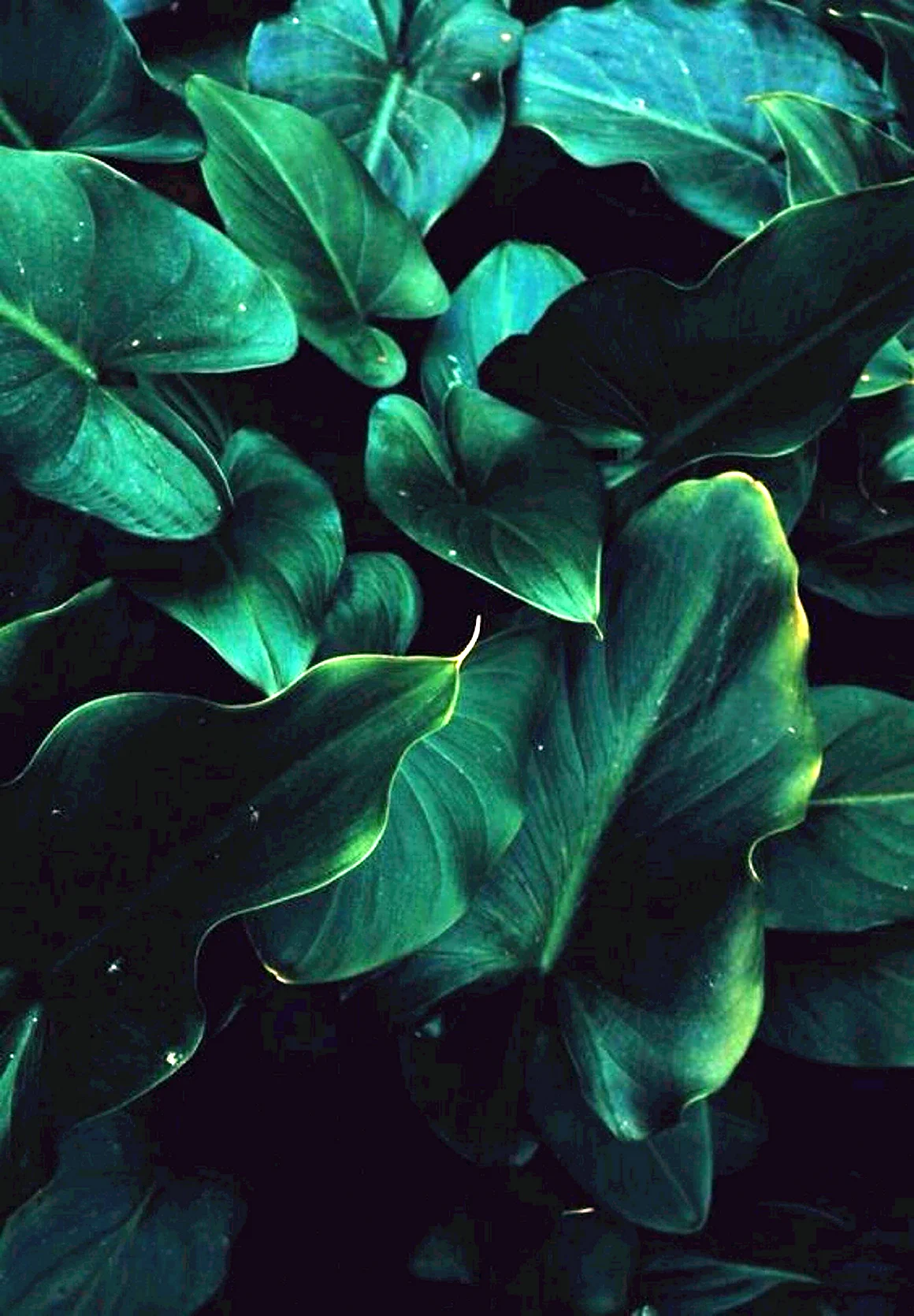 Dark Green aesthetic