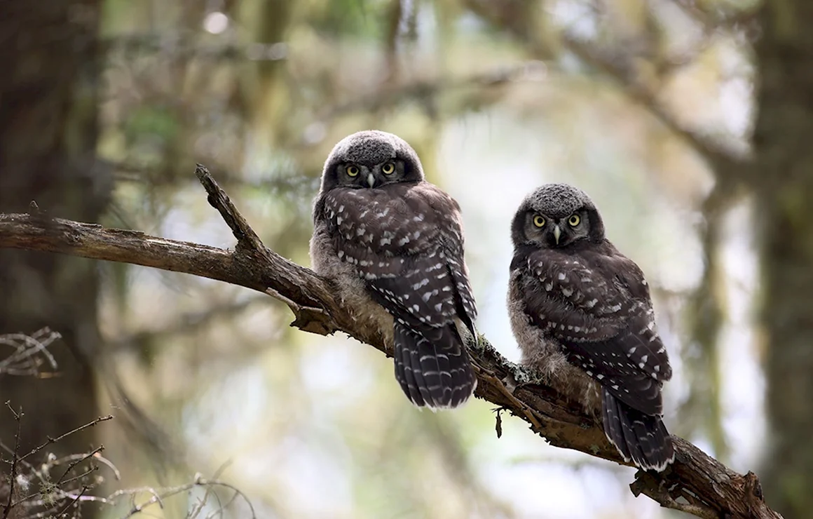 Dark Owl Art