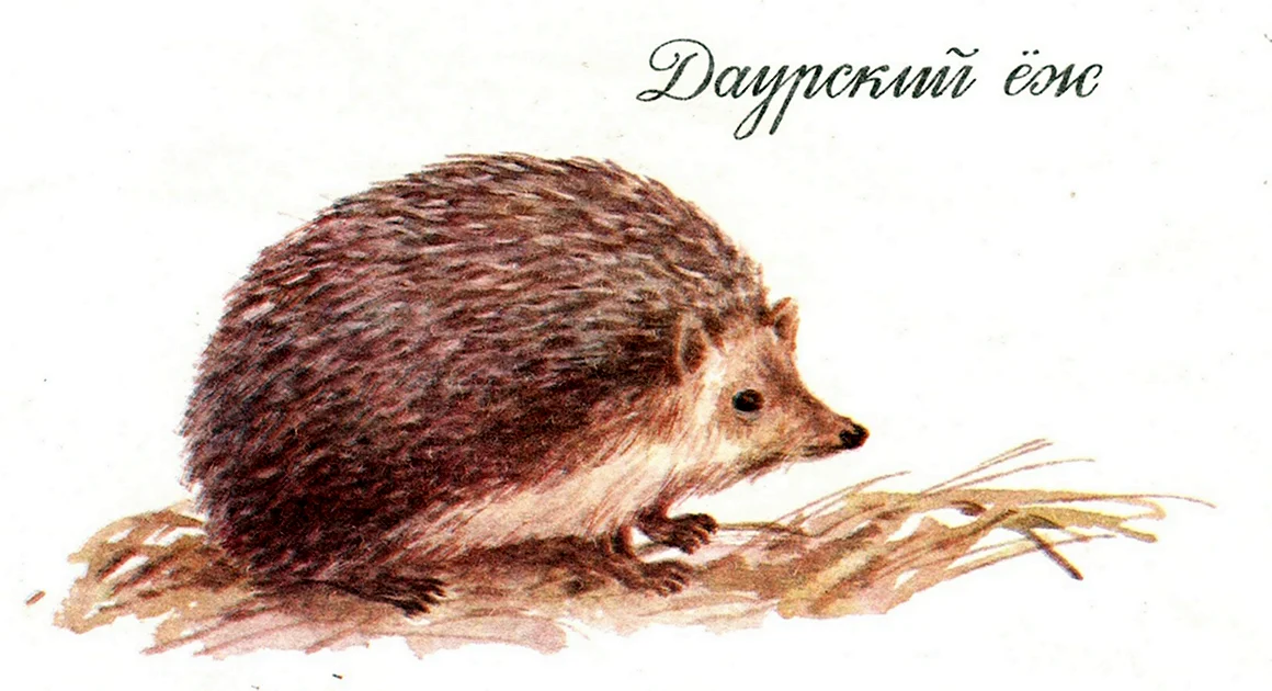 Даурский ёж красная книга рисунок