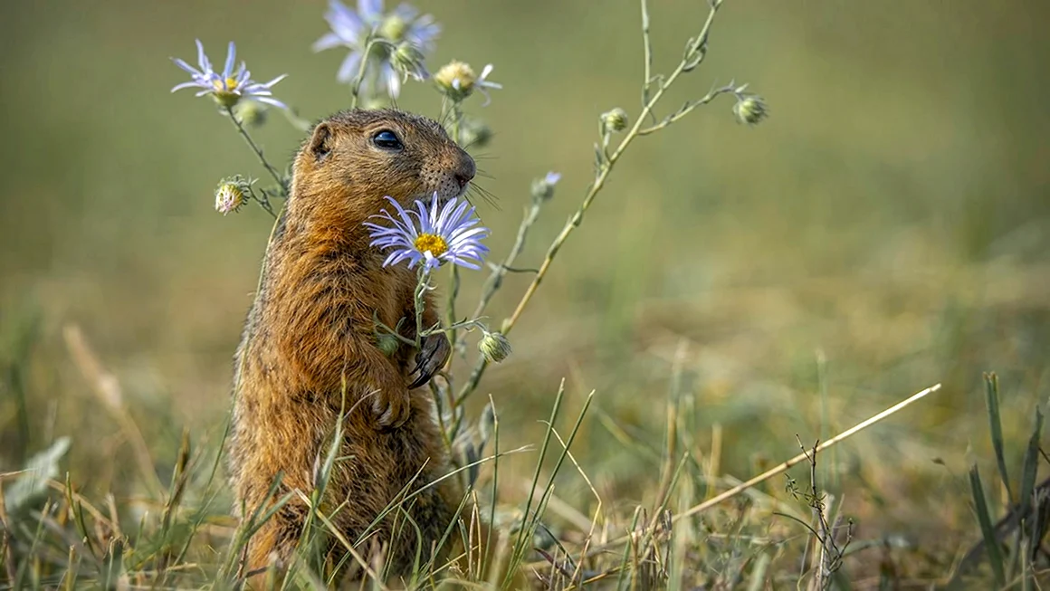 Даурского суслика Spermophilus dauricus