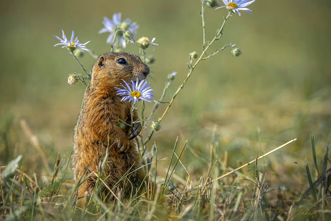 Даурского суслика Spermophilus dauricus