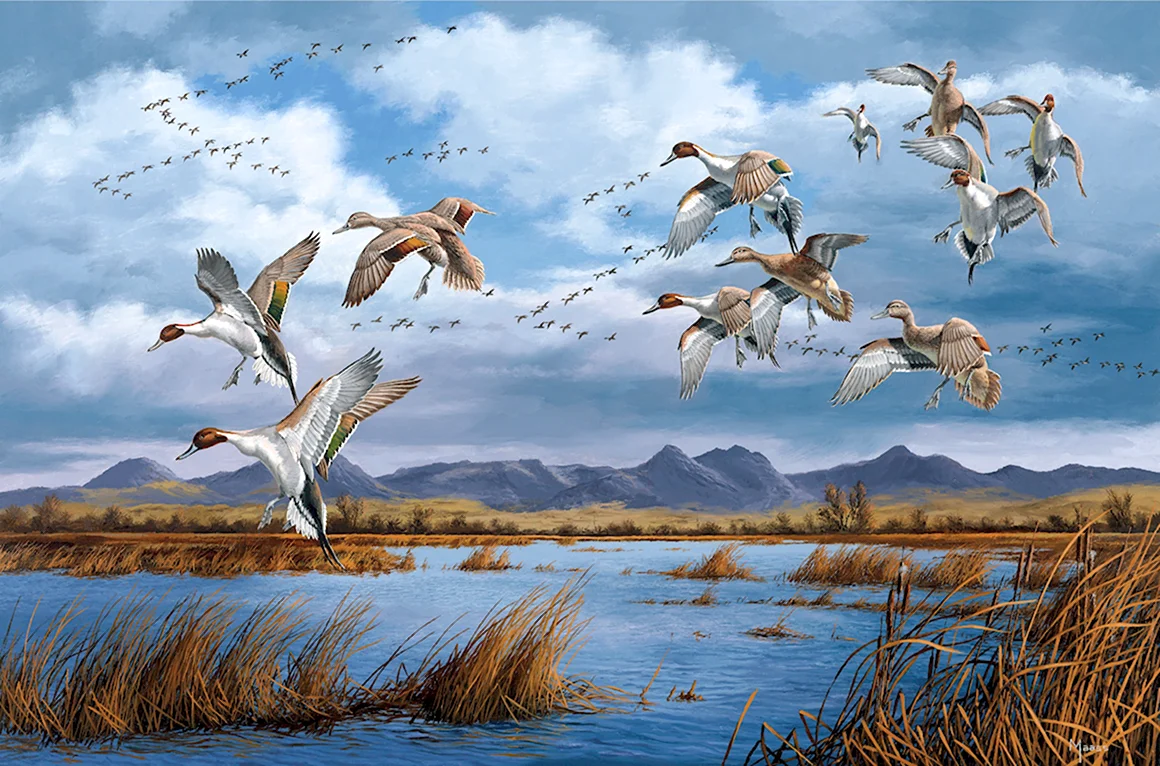 David Maass