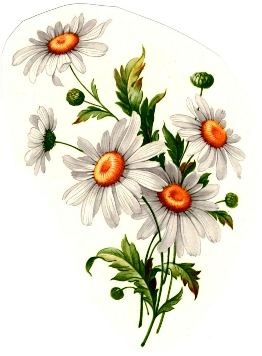 Дейзи Флауэр