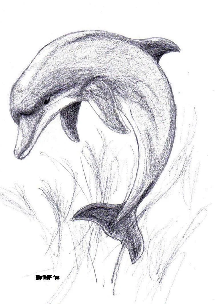 Дельфин рисунок