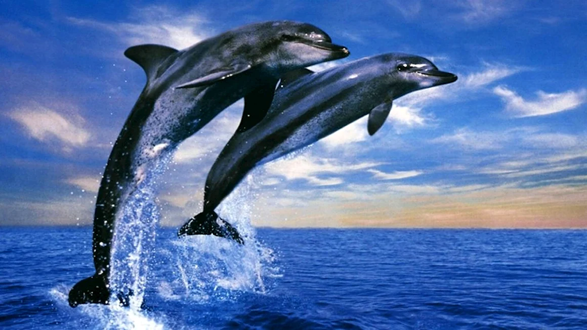 Дельфины