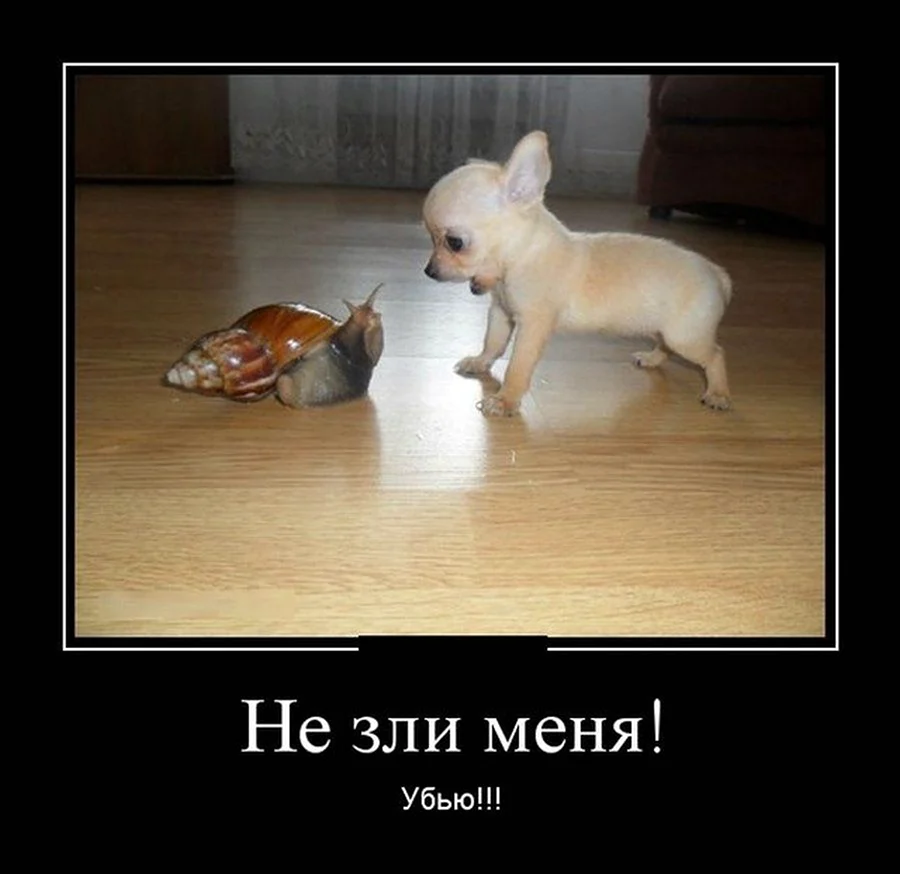 Демотиваторы приколы про животных