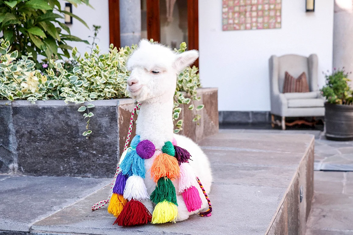 День альпака Alpaca Day