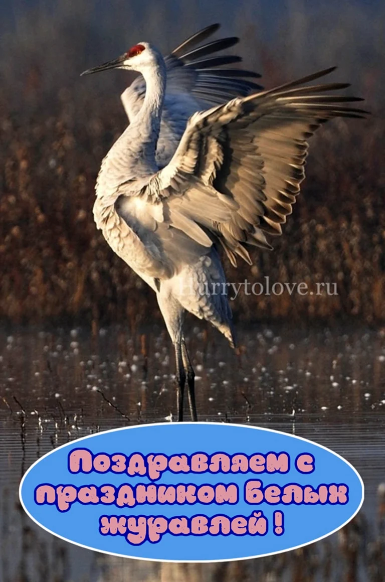 День белых журавлей картинки