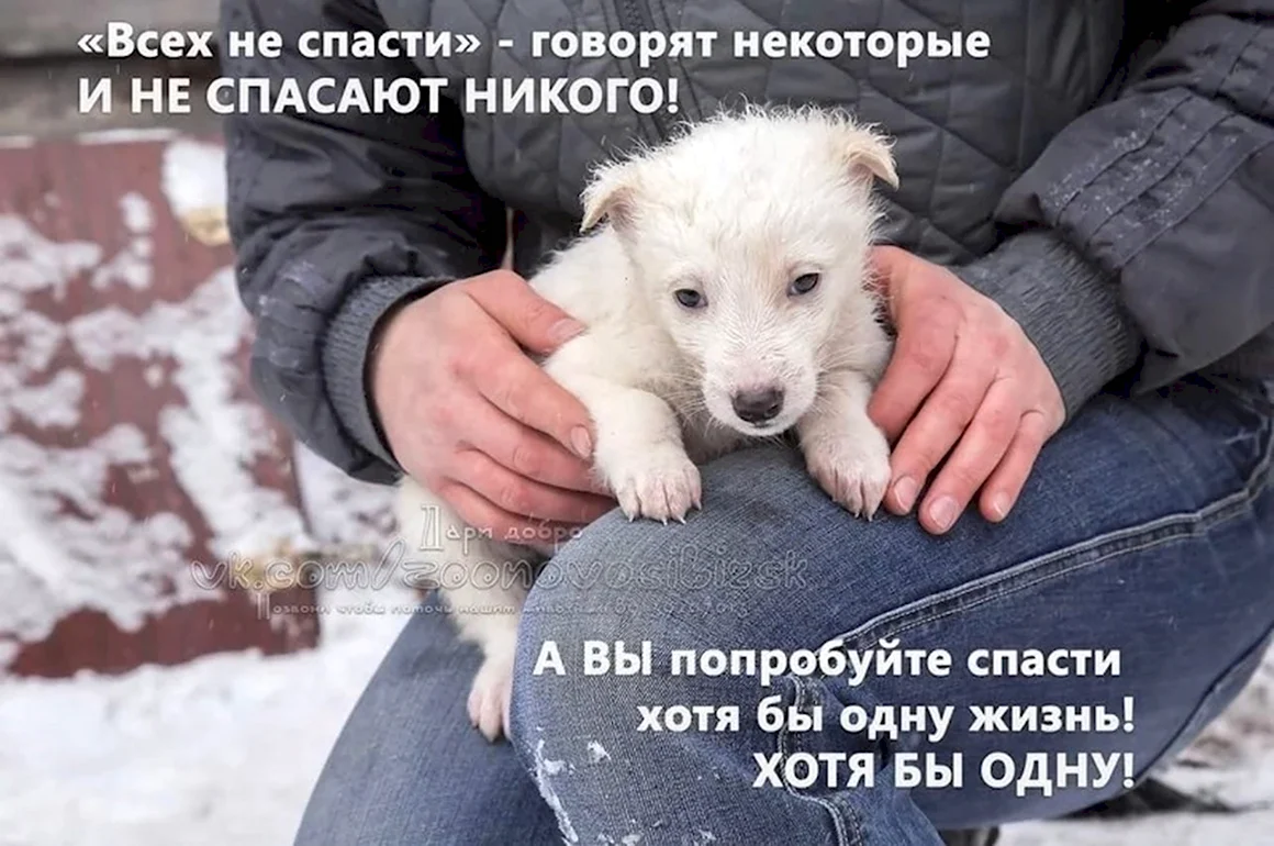 День бездомных животных