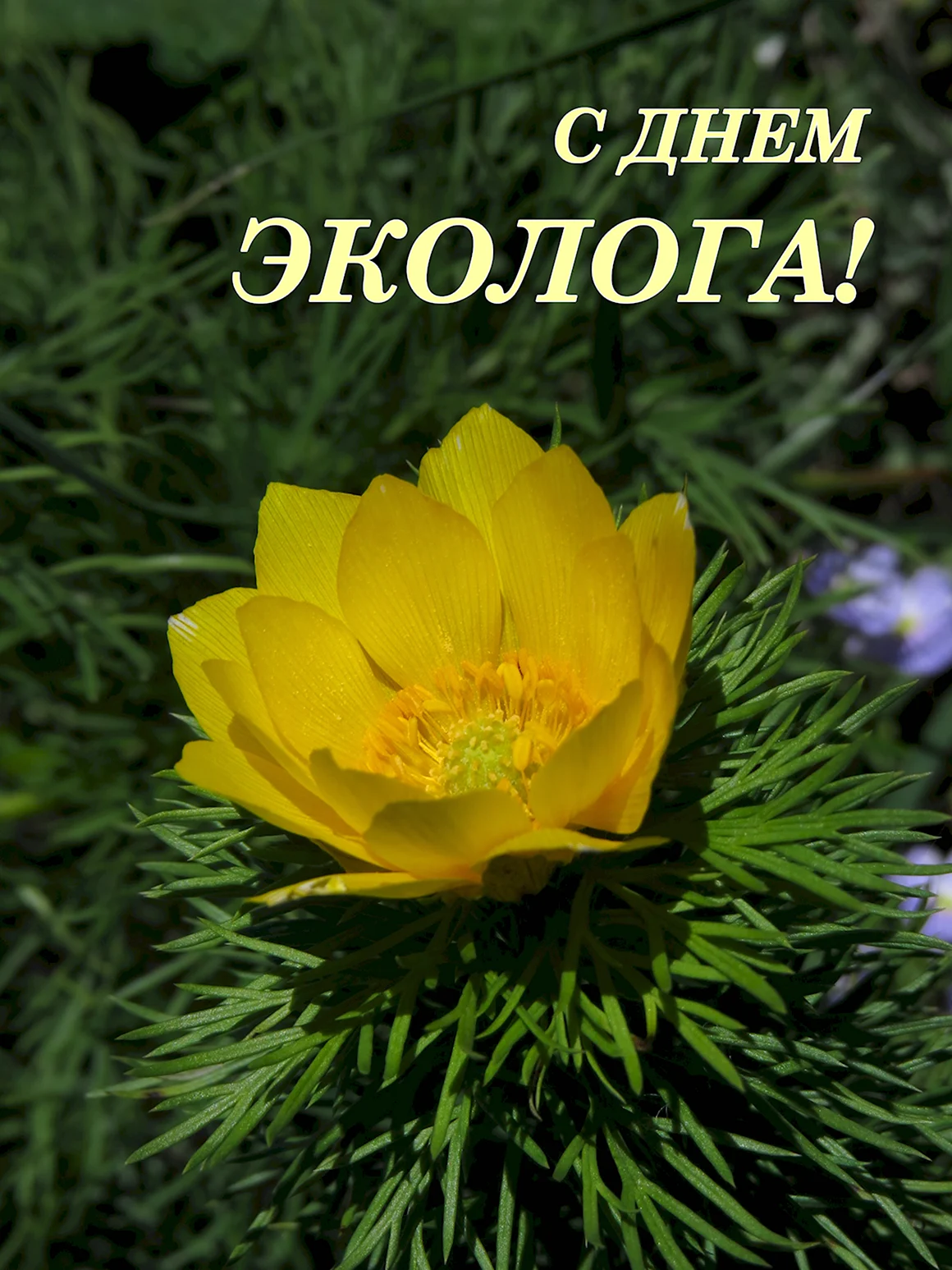 День эколога
